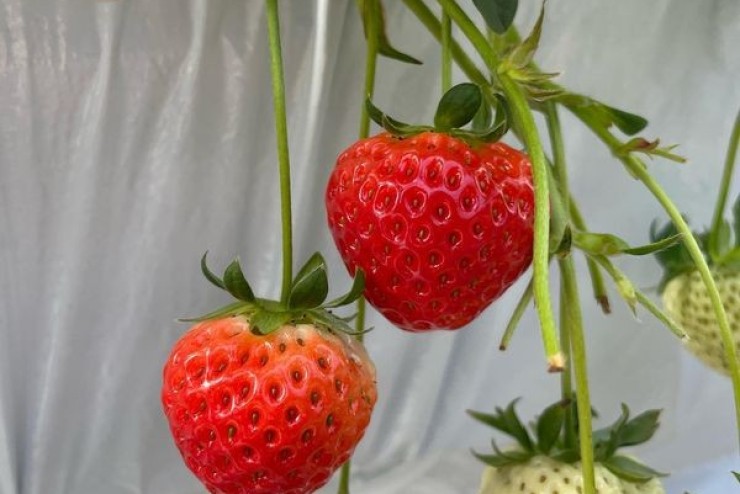 【ベリカフェ】体験農園みとか×Beringei cafe🍓